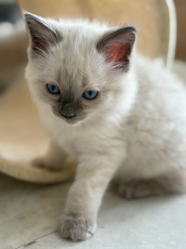 Blue point Ragdoll kitten (female) for sale in West Derby, Merseyside