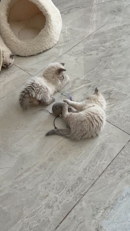 Blue point Ragdoll kitten (female) for sale in West Derby, Merseyside - Image 2