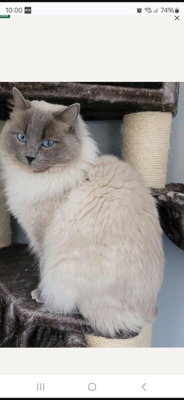 Blue point Ragdoll kitten (female) for sale in West Derby, Merseyside | Image 3