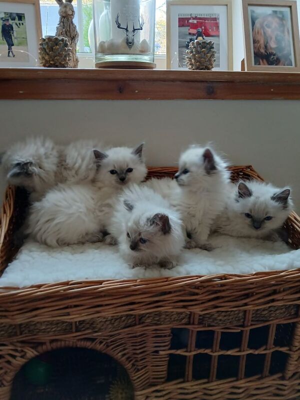Ragdoll kittens for sale in Dingwall, Ross and Cromarty – 8 weeks old