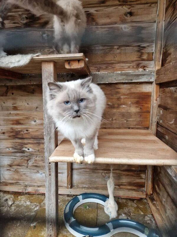 Ragdoll Kittens For Sale