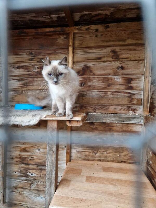 Blue Ragdoll adult cats - Image 2 of 3