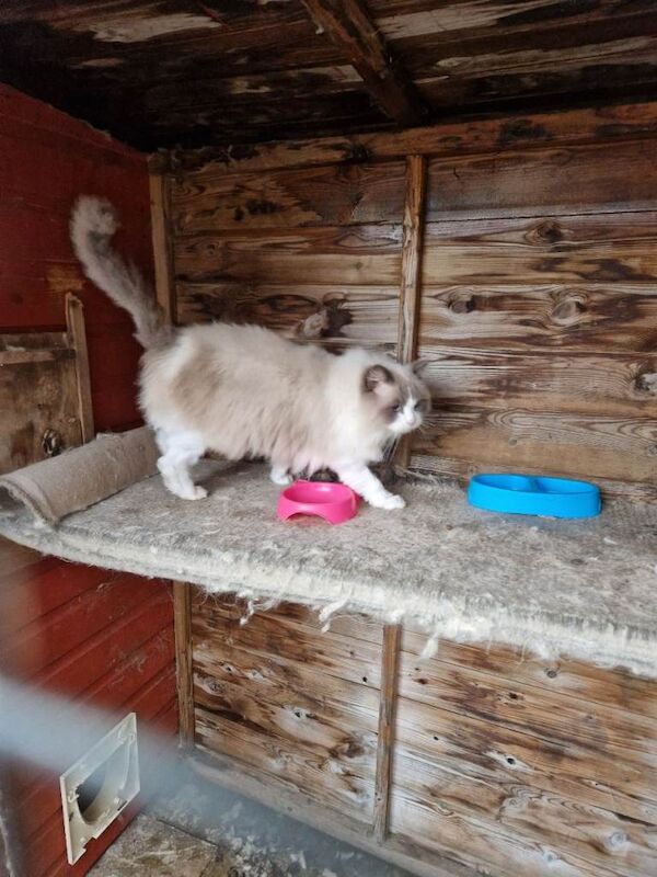 Blue Ragdoll adult cats - Image 3 of 3