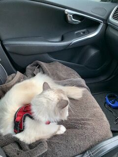 Blue Ragdoll, Ex Pedigree, 7 Yr Old Male. - Image 2 of 3