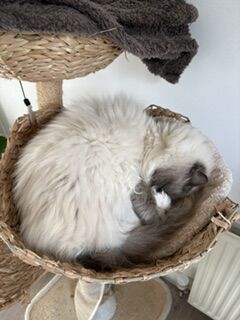 Blue Ragdoll, Ex Pedigree, 7 Yr Old Male. - Image 3 of 3