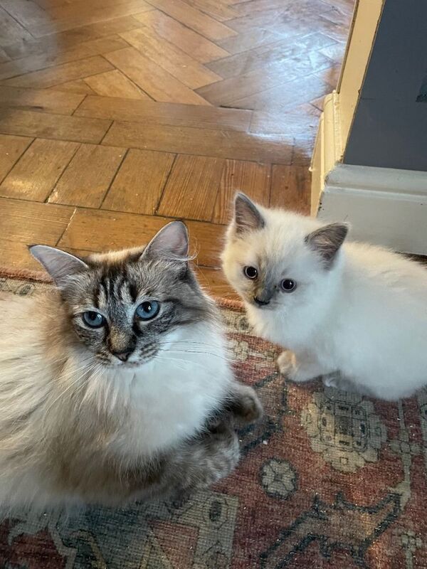 Blue ragdoll kittens