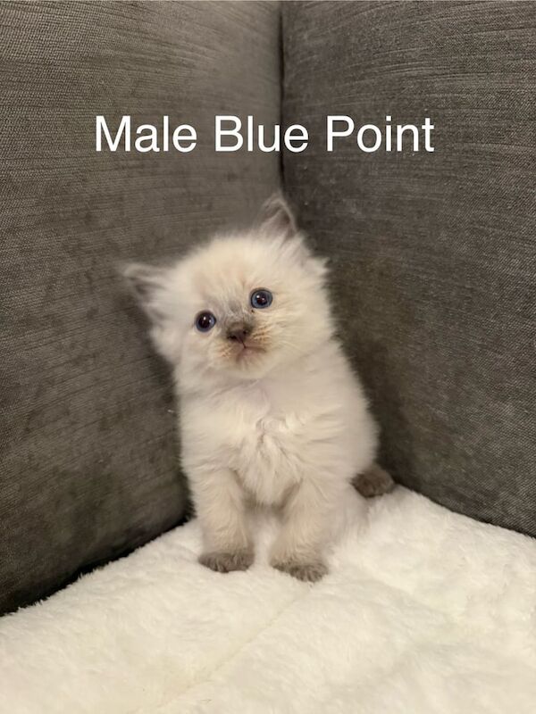 Ragdoll kittens for sale in March, Cambridgeshire – 5 weeks old