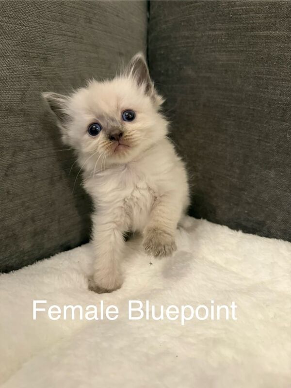 Ragdoll kittens for sale in March, Cambridgeshire – 5 weeks old - Image 2 of 3