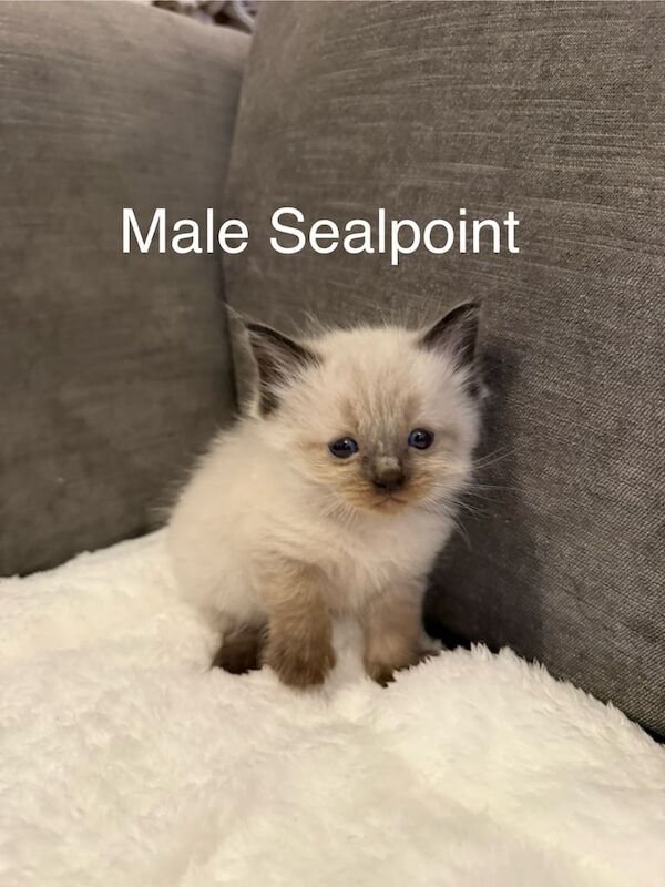 Ragdoll kittens for sale in March, Cambridgeshire – 5 weeks old - Image 3 of 3