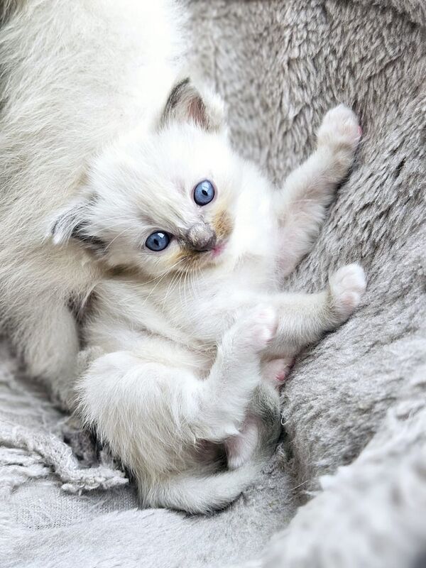 Ragdoll kittens for sale in Atherstone, Warwickshire – 4 weeks old
