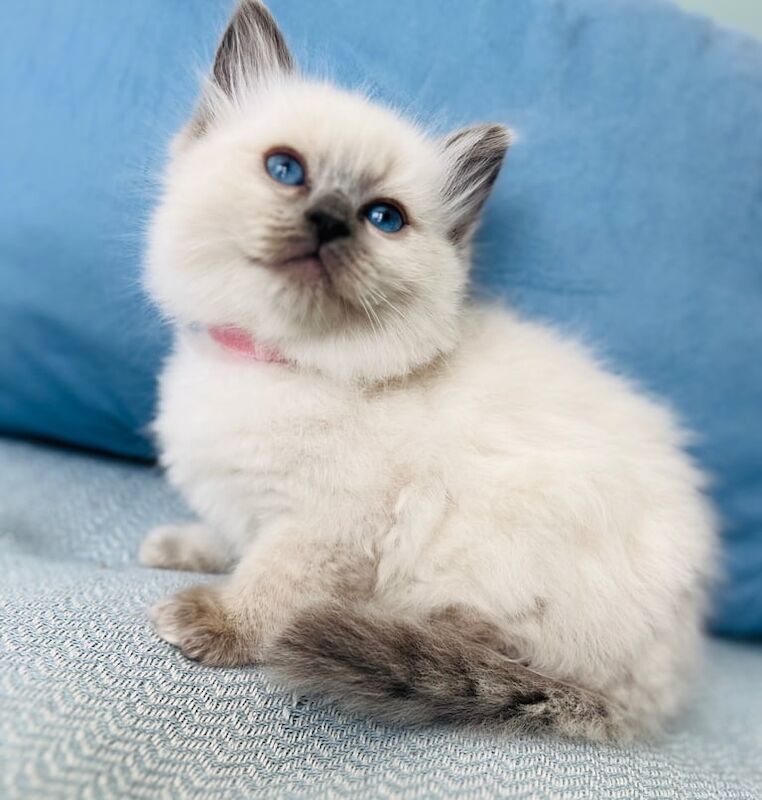 Bluepoint Ragdoll kittens for sale in New Brighton, Merseyside