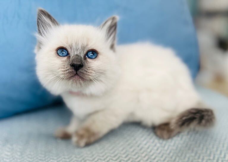 Bluepoint Ragdoll kittens for sale in New Brighton, Merseyside | Image 2