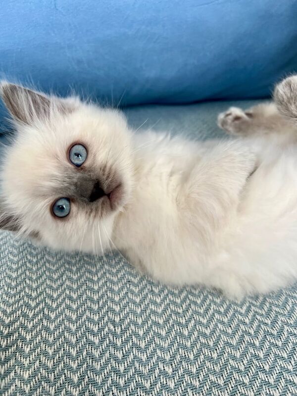 Bluepoint Ragdoll kittens for sale in New Brighton, Merseyside | Image 3