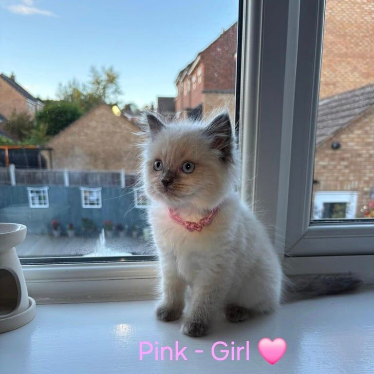 Ragdoll kittens for sale in Sandwell, West Midlands – 10 weeks old