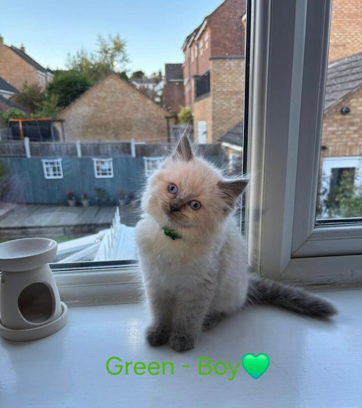 Ragdoll kittens for sale in Sandwell, West Midlands – 10 weeks old - Image 2 of 3