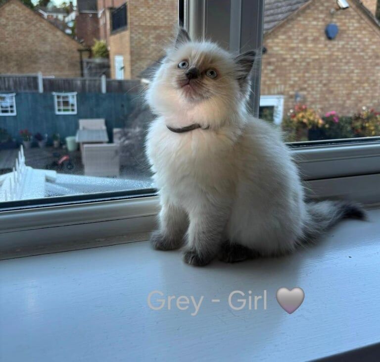 Ragdoll kittens for sale in Sandwell, West Midlands – 10 weeks old - Image 3 of 3