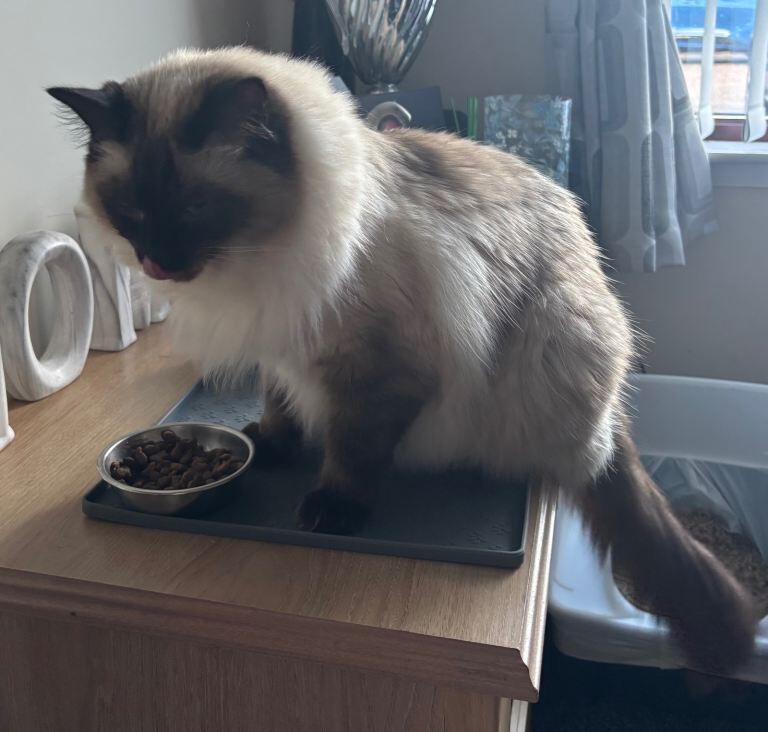 Boy ragdoll. 1.5yrs old
