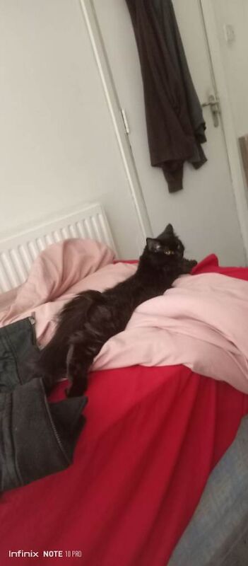 Ragdoll kittens for sale in King's Heath, West Midlands – 1 year old - Image 2 of 4