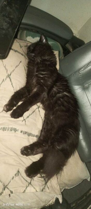 Ragdoll kittens for sale in King's Heath, West Midlands – 1 year old - Image 3 of 4