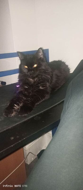 Ragdoll kittens for sale in King's Heath, West Midlands – 1 year old