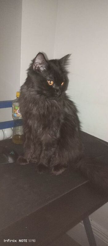 British ragdoll cat - Image 3 of 3