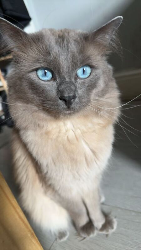 British short hair and ragdoll - Image 2 of 3