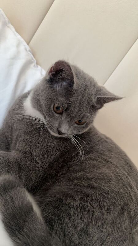 British short hair and ragdoll - Image 3 of 3