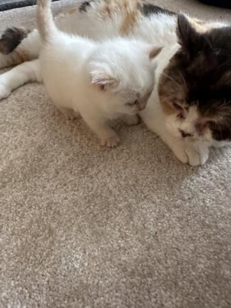 British short hair x Ragdoll kittens 2 girls ready 28th May for sale in Kettering, Northamptonshire - Image 2