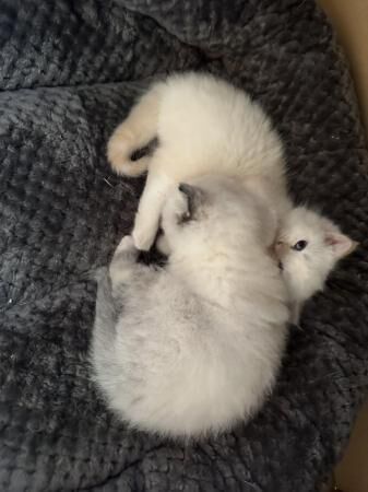 British short hair x Ragdoll kittens 2 girls ready 28th May for sale in Kettering, Northamptonshire - Image 3