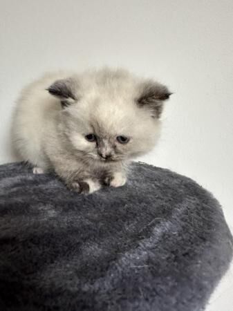 British short hair x Ragdoll kittens 2 girls ready 28th May for sale in Kettering, Northamptonshire - Image 4