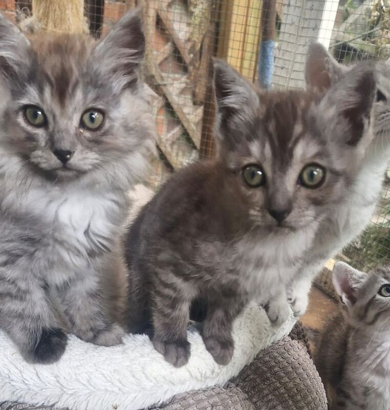 Ragdoll kittens for sale in Wimborne Minster, Dorset – 8 weeks old