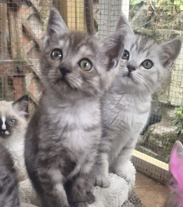 Ragdoll kittens for sale in Wimborne Minster, Dorset – 8 weeks old - Image 2 of 3