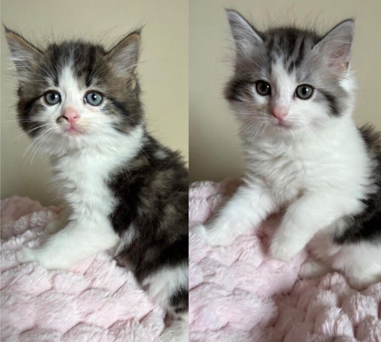 Ragdoll Kittens For Sale