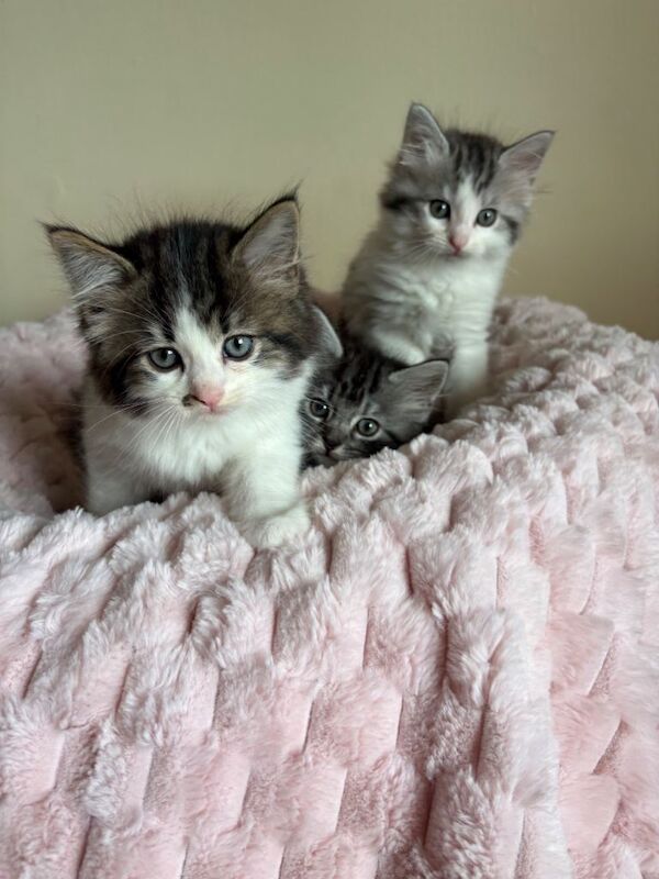 British Shorthair Cross Ragdoll Kittens - Image 2 of 3