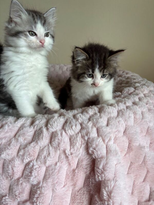 British Shorthair Cross Ragdoll Kittens - Image 3 of 3