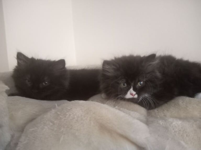 Ragdoll kittens for sale in Marden, Kent – 10 weeks old