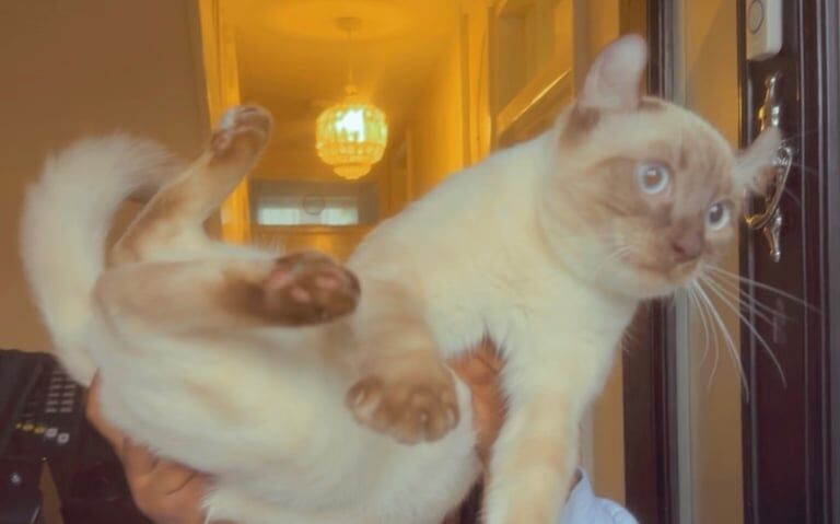 Cat for sale in Greenwich, Greater London