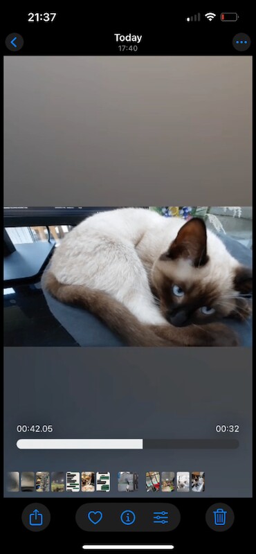 Ragdoll kittens for sale in Bournemouth, Dorset – 5 months old