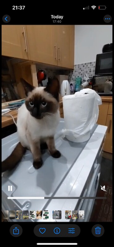 Ragdoll kittens for sale in Bournemouth, Dorset – 5 months old - Image 2 of 3