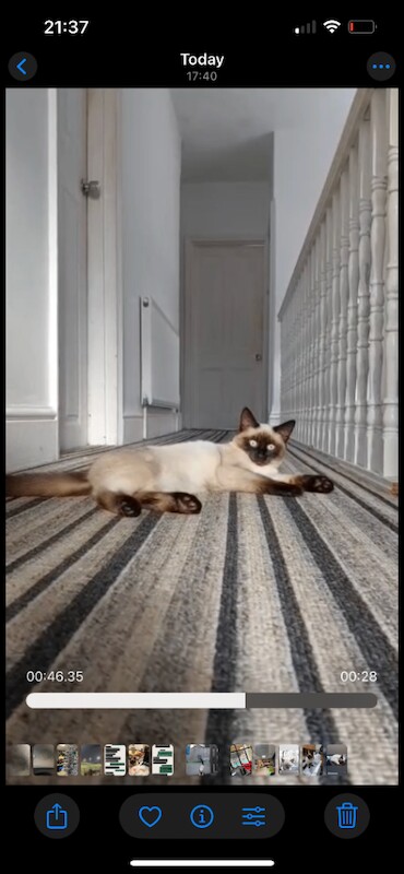 Ragdoll kittens for sale in Bournemouth, Dorset – 5 months old - Image 3 of 3