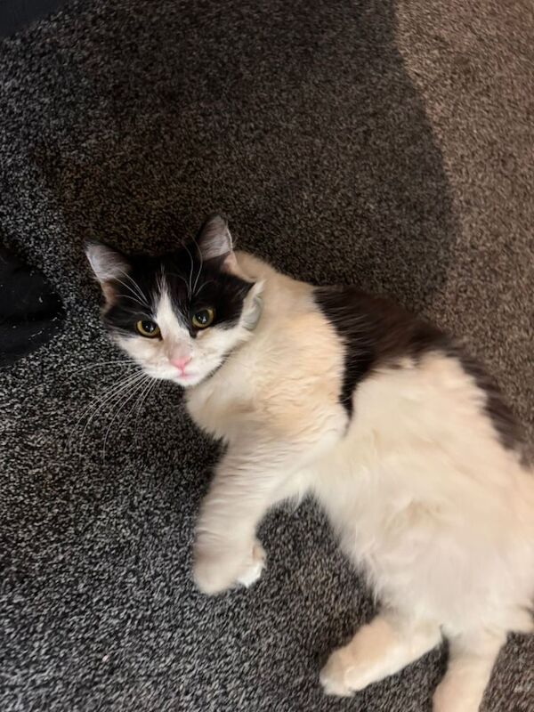 Ragdoll kittens for sale in Overton, Hampshire – 1 year old