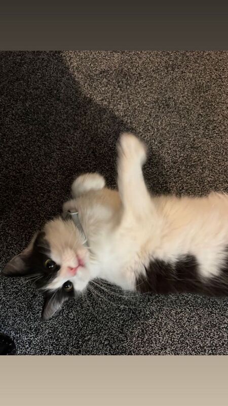 Cat in need of rehoming - Image 2 of 3