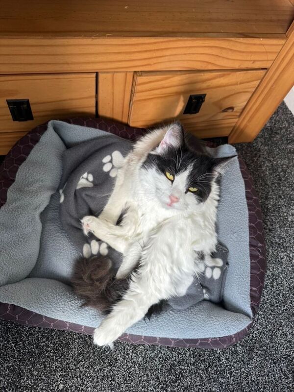 Cat in need of rehoming - Image 3 of 3