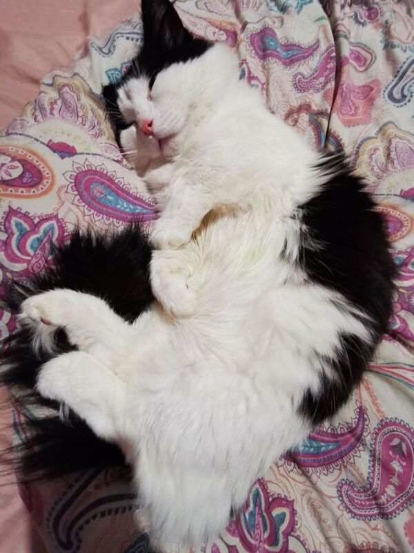 Ragdoll kittens for sale in Lisburn, County Down – 1 year old