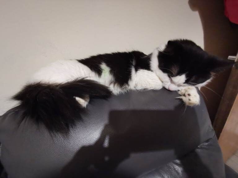 Ragdoll kittens for sale in Lisburn, County Down – 1 year old - Image 3 of 5