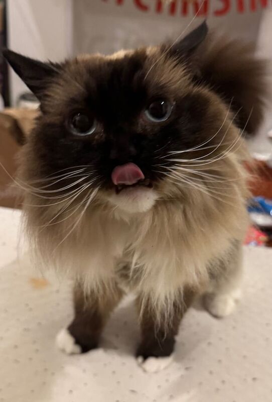 Ragdoll kittens for sale in Derby, Derbyshire – 7 years old