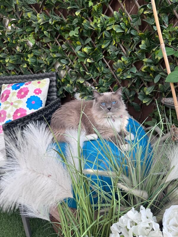 Ragdoll kittens for sale in Romford, Greater London – 1 year old