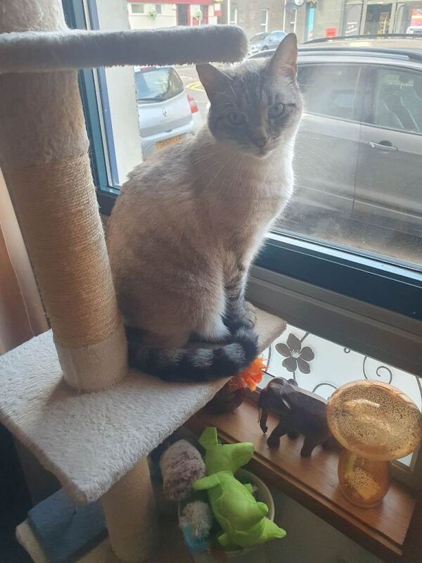 Cat ragdoll cross