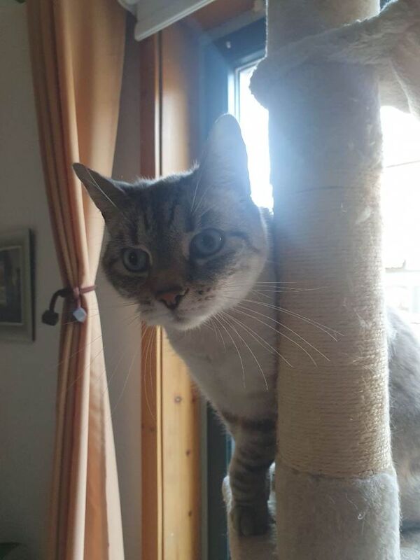 Cat ragdoll cross - Image 2 of 6