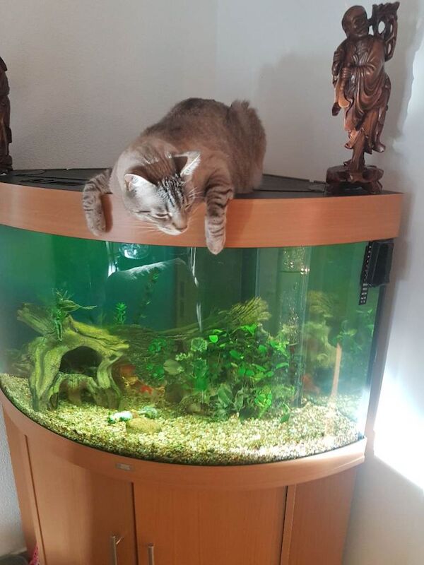Cat ragdoll cross - Image 6 of 6